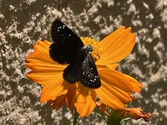 Pholisora