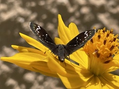Pholisora
