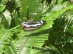 Athyma nefte subrata