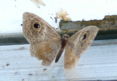 Perophthalma tullius