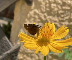 Pholisora