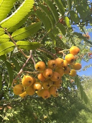 Sorbus aucuparia