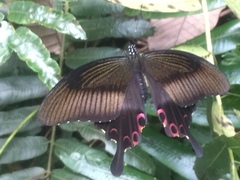 Papilio helenus helenus