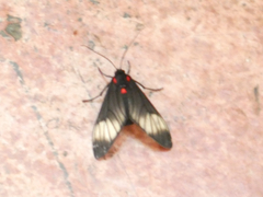Hypocharis clusia