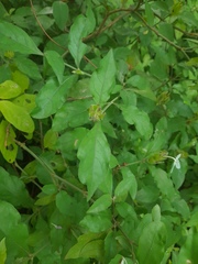 Ecbolium