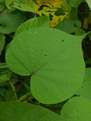 Ipomoea muricata