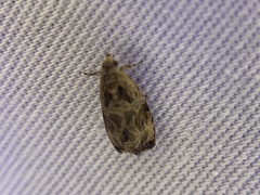Olethreutes tilianum