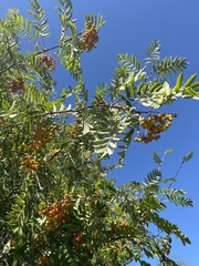Sorbus aucuparia