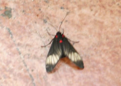 Hypocharis clusia