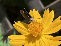 Pholisora