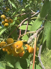 Sorbus aucuparia