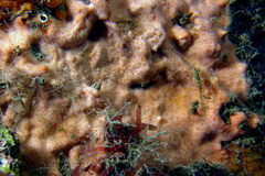 Hemimycale mediterranea