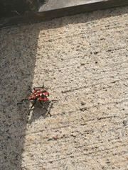 Lycorma delicatula