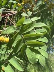Sorbus aucuparia