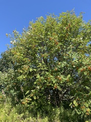 Sorbus aucuparia