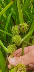 Sparganium androcladum