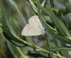 Satyrium sylvinus dryope