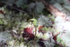 Pterostylis trullifolia