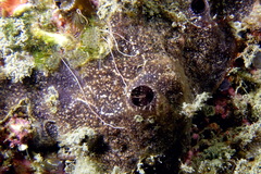 Tedania anhelans