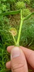 Sparganium androcladum