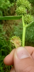 Sparganium androcladum