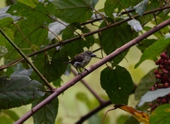 Pogoniulus scolopaceus