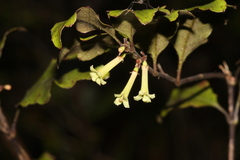 Alseuosmia banksii banksii