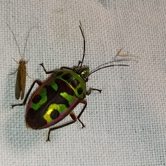 Tetrarthria variegata