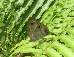 Ypthima pandocus corticaria