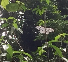 Ideopsis gaura perakana