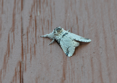 Furcula scolopendrina