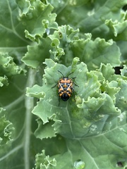 Murgantia histrionica