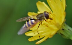 Syrphus vitripennis