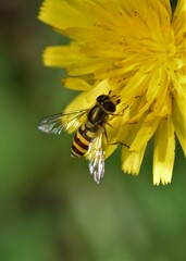 Syrphus vitripennis