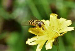 Syrphus vitripennis