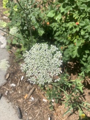 Daucus carota
