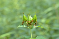 Hypericum ascyron pyramidatum