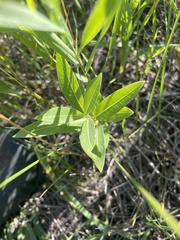 Asclepias ovalifolia
