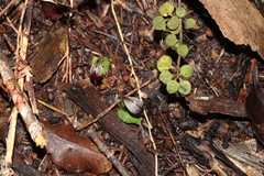 Corybas cheesemanii
