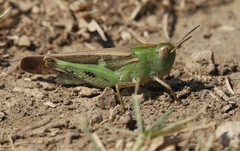 Aiolopus strepens
