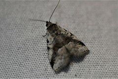 Hyperstrotia aetheria