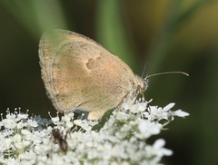 Coenonympha pamphilus