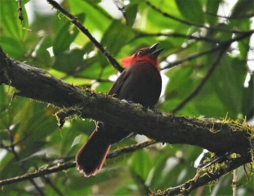 Crested Ant Tanager (Driophlox cristata), photo 7