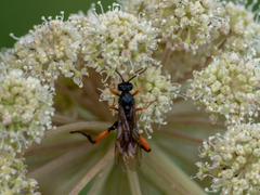 Phaenolobus terebrator