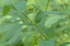 Hypericum ascyron pyramidatum