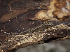 Hemidactylus platycephalus