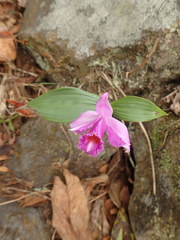 Sobralia decora
