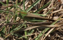 Aiolopus strepens