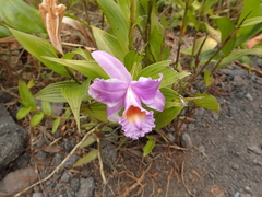 Sobralia decora