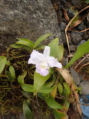 Sobralia decora